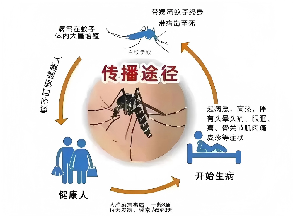 校园预防登革热，健康守护你我他